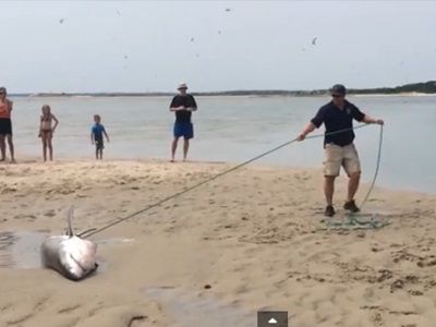 #EsViral Turistas en una playa salvan a un tiburón que quedó varado en la playa