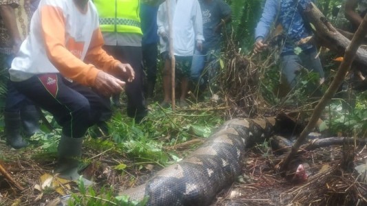 Hallaron el cadáver de una mujer en el estómago de una pitón