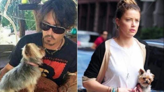 Australia amenaza con sacrificar a los perros de Johnny Depp