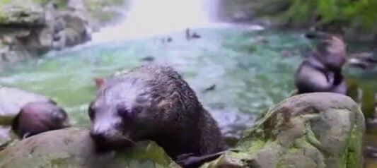 #VideoViral : focas bebés se dan un chapuzón en una cascada