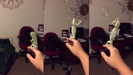 El camaleón al que le gusta explotar burbujas