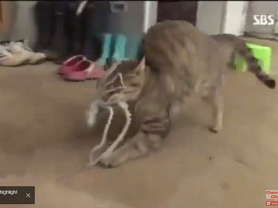 #EsViral La pelea entre el gato y el calamar