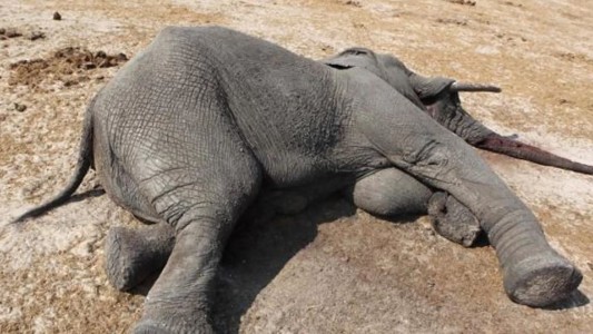 Más de 200 elefantes y casi 400 cebras murieron este año en Kenia por la grave sequía que atraviesa la región