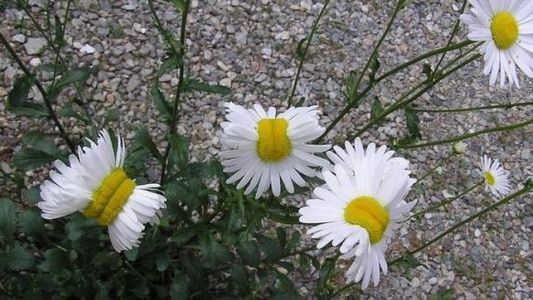 El extraño caso de las margaritas mutantes de Fukushima