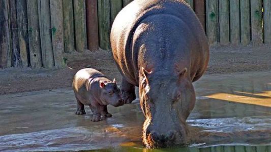 El hipopótamo bebé, la nueva atracción de Mundo Marino
