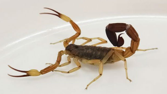 Internaron a siete menores por picaduras de alacranes en Santa Fe: dos están graves