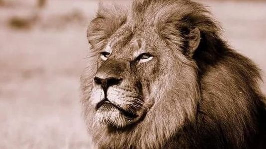 Un cazador mata al león más famoso de Zimbabwe