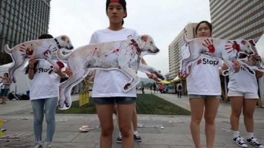 Corea del Norte celebró un concurso gastronómico de perros