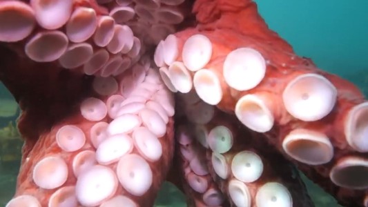 Buceó en el Pacífico y terminó abrazada a un pulpo - #FlashChat