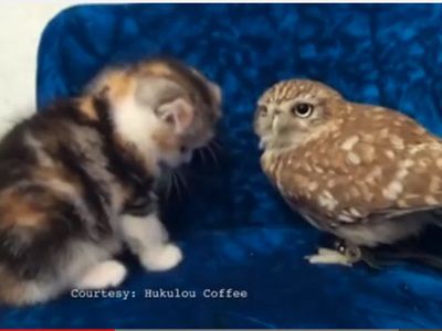 #EsViral La amistad entre el gatito y el buho
