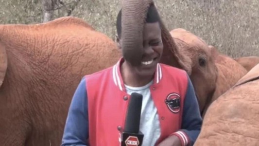 ¡En cámara no!: La "traición" de los bebés elefantes - #FlashChat