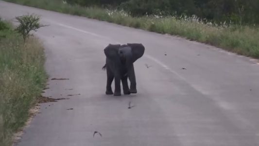 Después de la tristeza por el león, este elefante bebé nos llena de alegría
