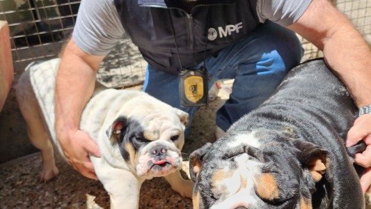 Clausuran un criadero ilegal de perros en Villa Urquiza
