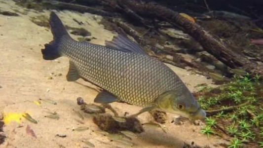 La Aduana impidió exportación de pescado de río de una especie protegida
