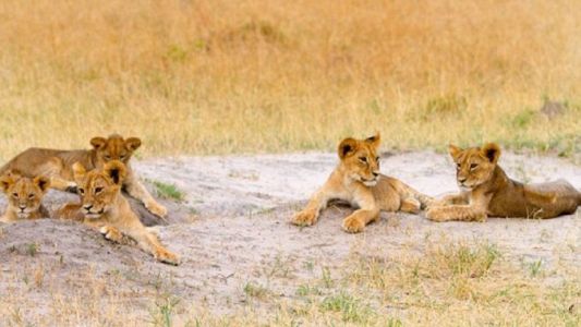 El hermano del león Cecil se hizo cargo de sus cachorros tras su muerte