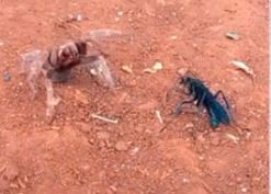 Video: Una avispa negra y una tarántula se enfrentaron en una chacra de Misiones