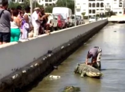 Broma en España: ¿un cocodrilo en la playa de Ibiza?