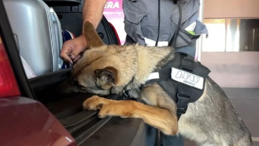 Un perro de la Aduana detectó más de US$120 mil escondidos en el auto de una pareja