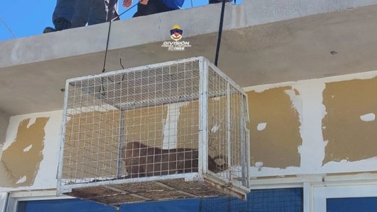 Dejaron abandonados a sus perros luego de mudarse