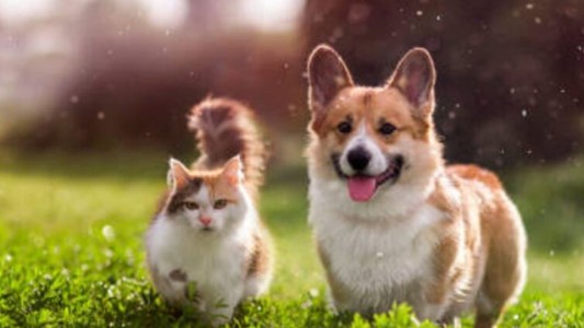 Cuidados ante las altas temperaturas: cómo evitar un golpe de calor en gatos y perros