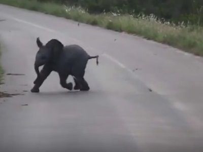 #EsViral El elefantito que trata de jugar con los pájaros