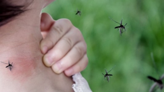 Científicos descubren mosquitos superresistentes a los insecticidas
