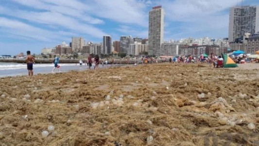 La playa Bristol, invadida de algas y huevos transparentes: las razones de ese fenómeno