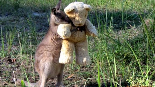 Un canguro huérfano encontró consuelo en un oso de peluche