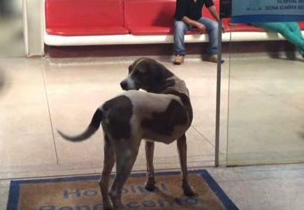 Un perro pasa semanas ante el hospital donde murió su dueña