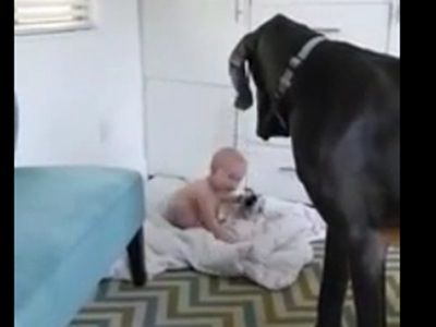 #EsViral El bebé le enseña a un Gran Danés quién es el amo