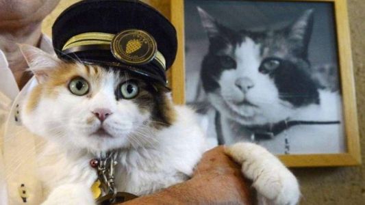 Reemplazaron a la famosa gata que estaba a cargo de una estación de tren