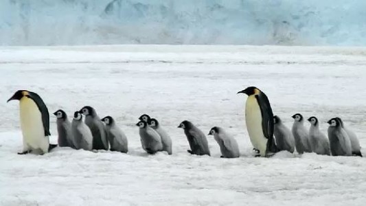 Descubren nueva colonia de pingüinos emperador en la Antártida gracias a imágenes satelitales