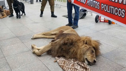Trámite trágico: quisieron censar un león y murió por la anestesia - #Flashchat