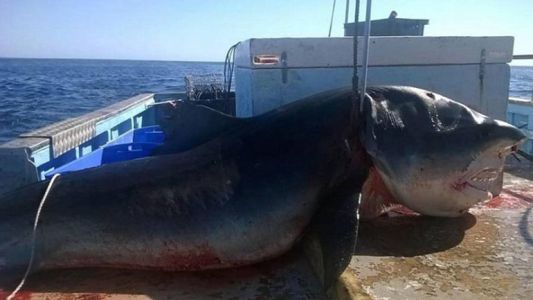 Un tiburón de seis metros, "cazado" mientras tragaba a otro