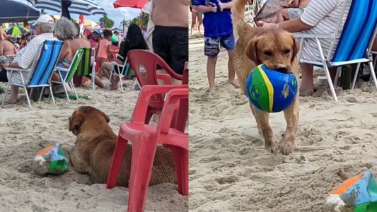 "Destruyepelotas": el perro que causa desastre en las playas de Brasil