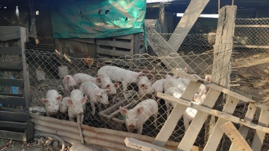 Alerta por el aumento de casos de triquinosis en el sur de Santa Fe