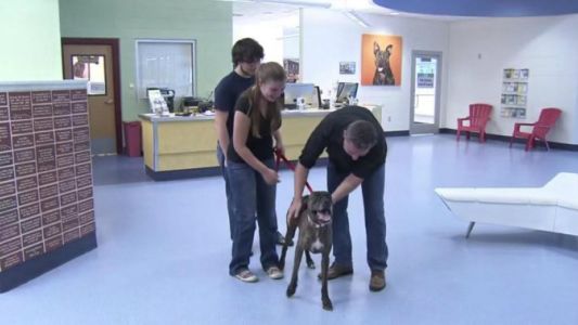 Una familia recuperó a su perro tras perderlo hace nueve años
