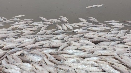 Los efectos de la sequía: miles de peces aparecieron muertos en Santa Fe