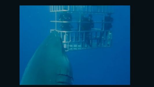 Este es el tiburón más grande que se haya filmado