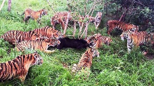 Un oso fue desmembrado por doce tigres