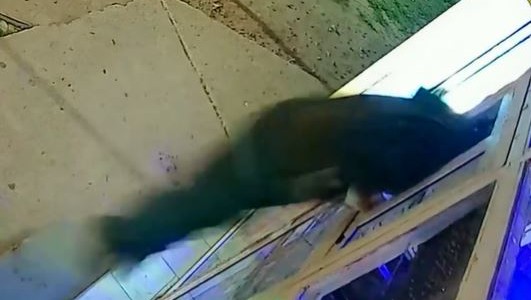 Video: Entró a robar por la ventana de un kiosco
