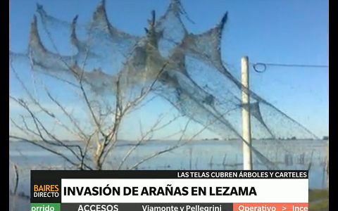 Invasión de arañas en Lezama