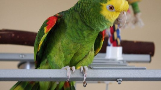 Rafaela: cuatro personas internadas con neumonía bilateral tras contagiarse de un loro