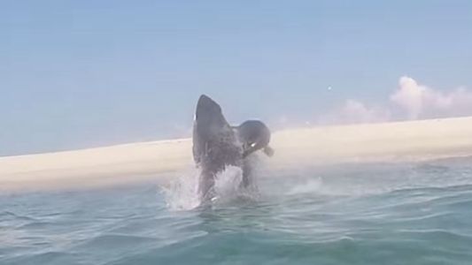 Así escapa una foca del ataque de un tiburón