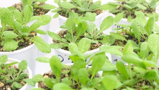 Investigan moléculas de raíces para desarrollar plantas "superadaptables" al clima