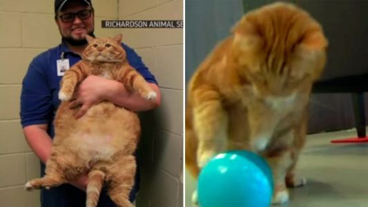 Skinny la historia del gato obeso que adelgazó 10 kilos