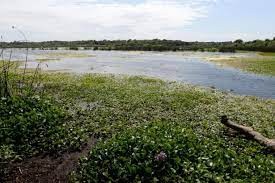 Buscan crear conciencia en el "Día Mundial de los Humedales"