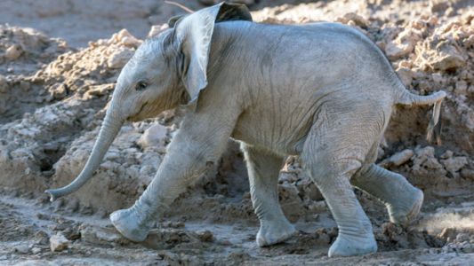 El zoo de California preparó un video para festejar el cumpleaños de un elefante