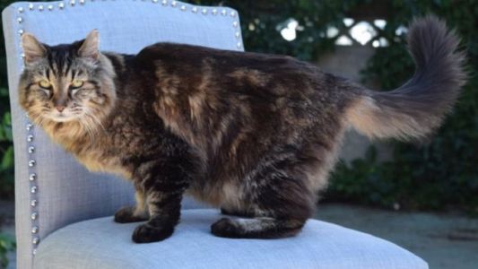 El gato más viejo del mundo vive en Estados Unidos