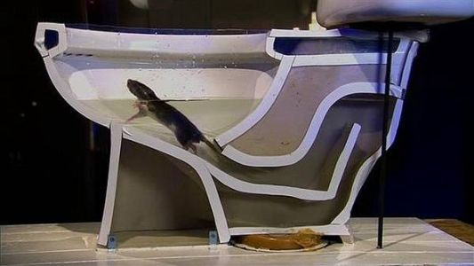 ¿Y si te aparece una rata en el inodoro?